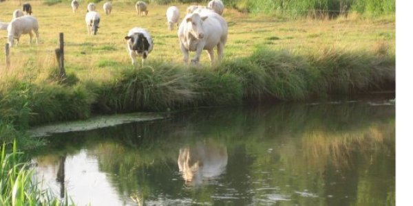 Foto: Gemeente Valkenswaard blijft zich inzetten voor schoon Dommelwater