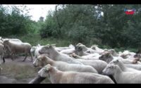 schapen