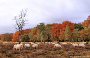 Schapen op de heide