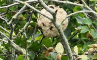 Nest hoornaar in de boom