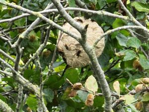 Nest hoornaar in de boom